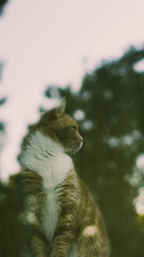 a brown and white cat sitting on top of a window sill