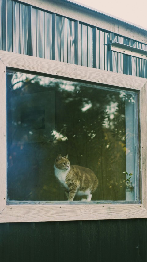 a cat sitting in the window of a house