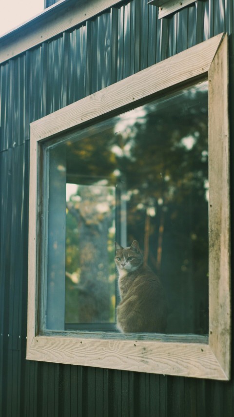 a cat sitting in a window of a house