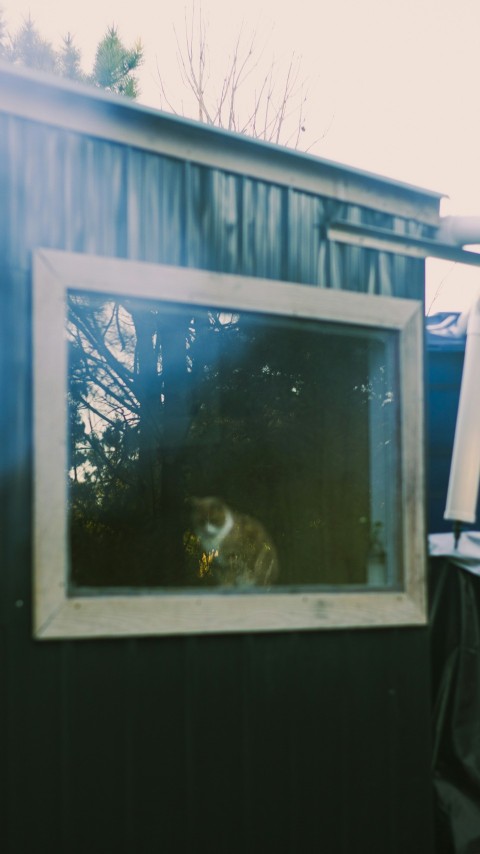 a cat sitting in a window of a building