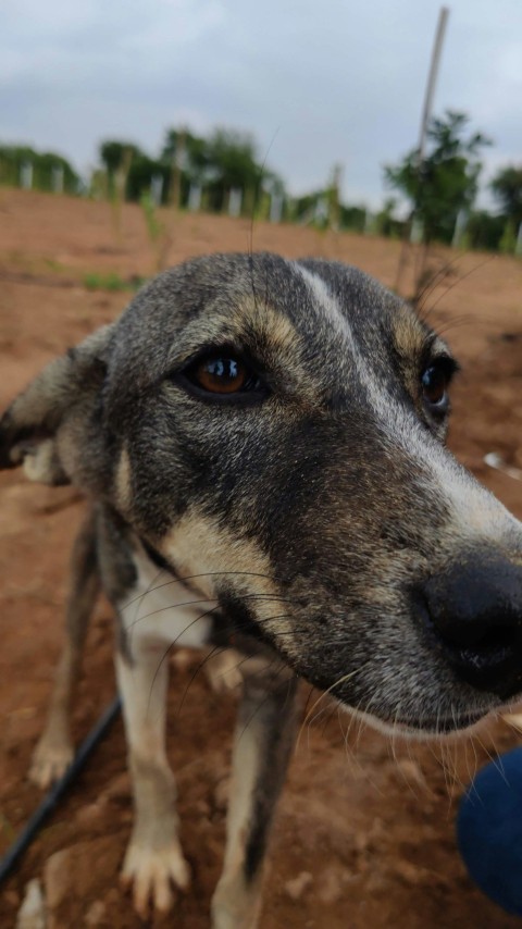 a close up of a dog on a leash