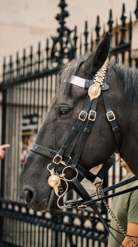 a horse with a bridle on its head standing in front of a fence