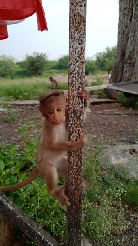 a monkey climbing up the side of a pole