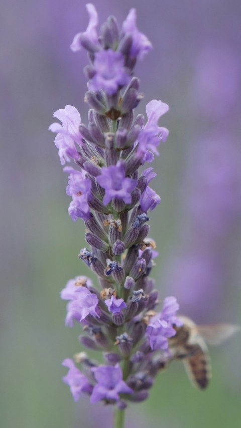 a purple flower with a bee on it