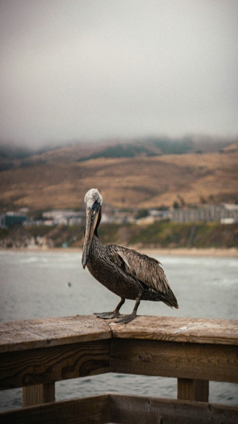 a pelican sitting on a wooden railing overlooking a body of water