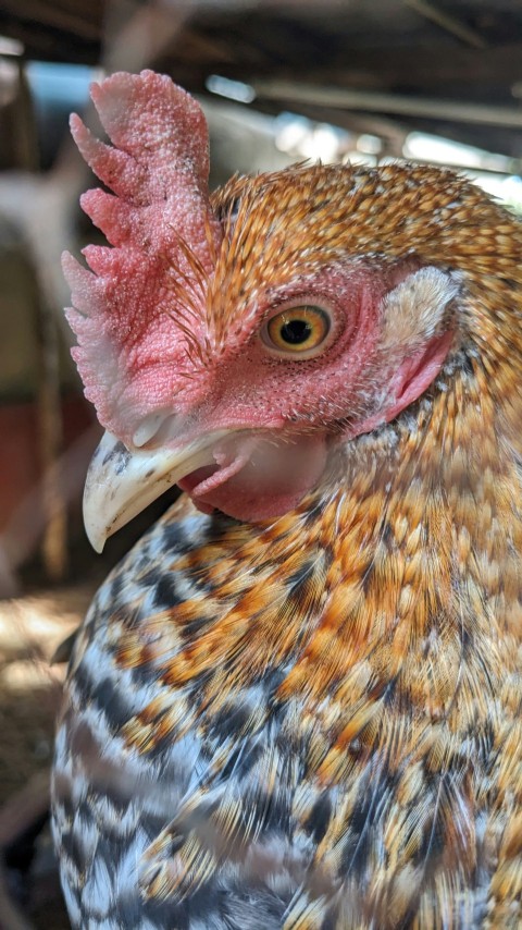 a close up of a chicken in a cage wIOOQ 2H