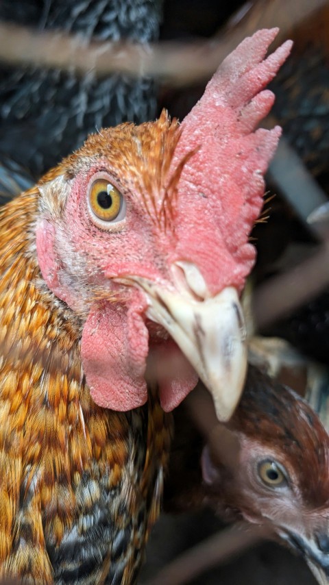 a close up of a chicken in a cage