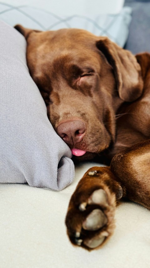 a brown dog laying on top of a bed next to a pillow