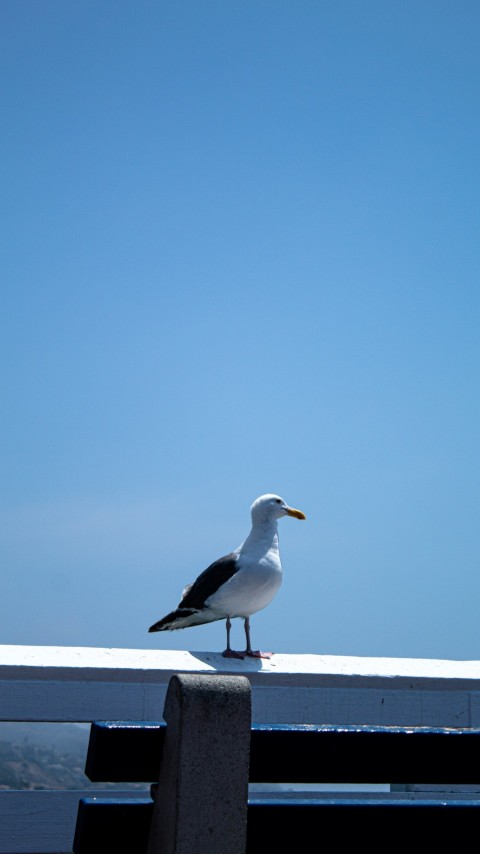 a seagull sitting on a bench on a sunny day yB3eKC605