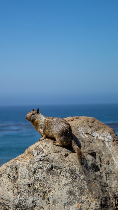 a small animal sitting on top of a large rock