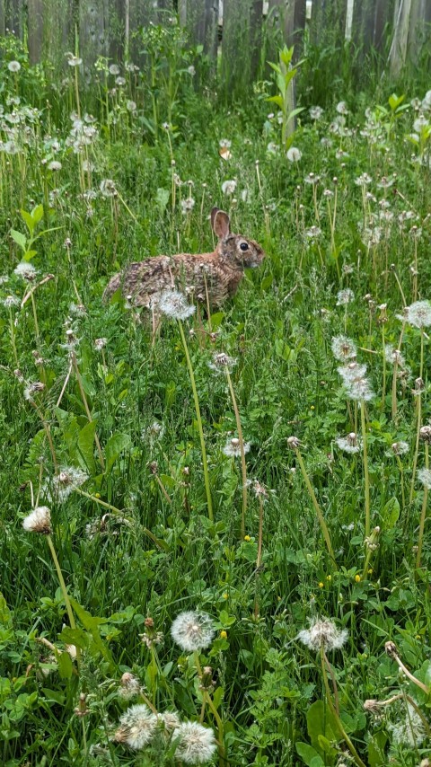 a rabbit sitting in a field of tall grass