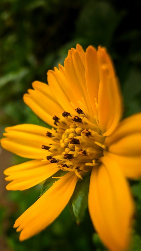 a close up of a yellow flower with a blurry background rRx_Cw