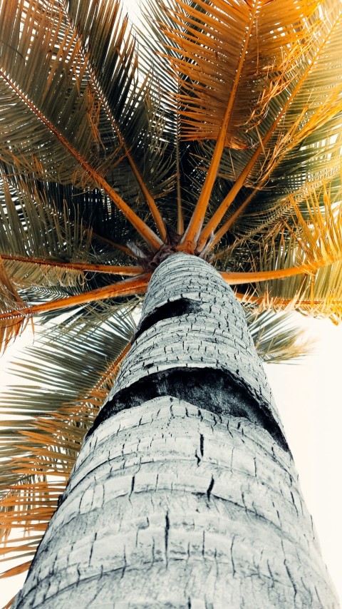 a tall palm tree with a sky background Zg1