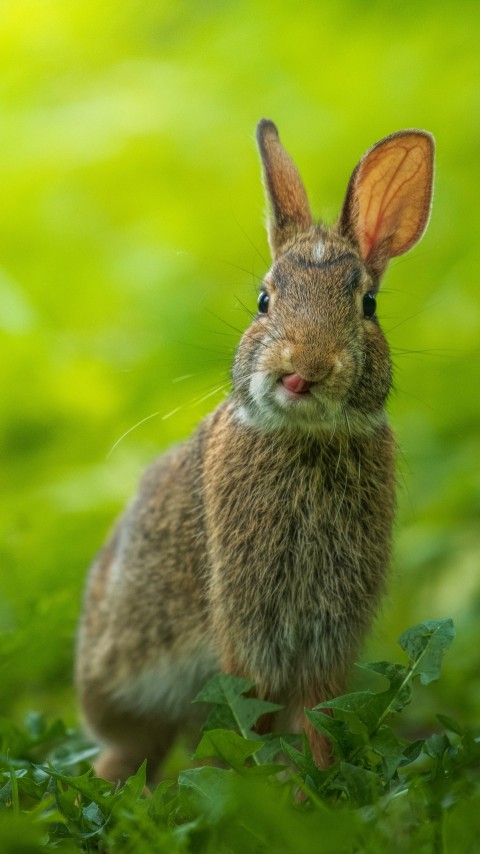 brown rabbit on green grass during daytime TSuq