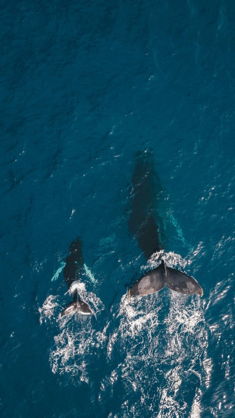 two black whales swimming in body of water PO0UHx