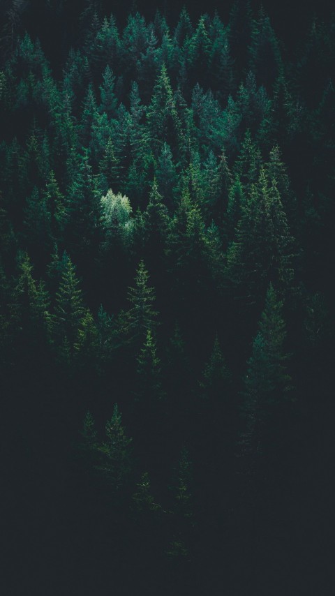 scenery of forest trees LPKk3wtkC