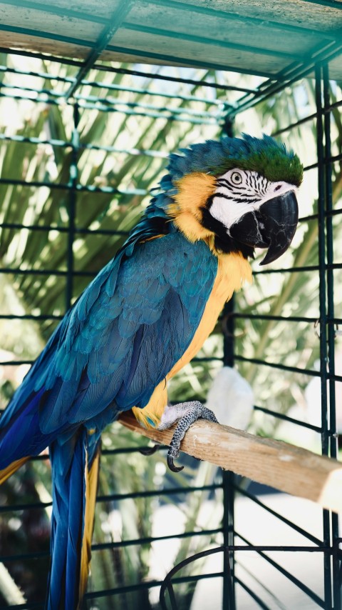 blue yellow and green parrot in cage