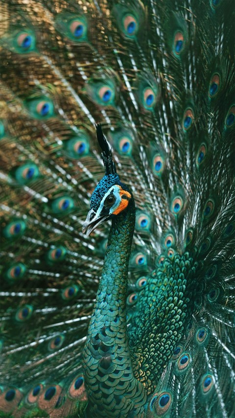 blue and brown peacock feather NgF