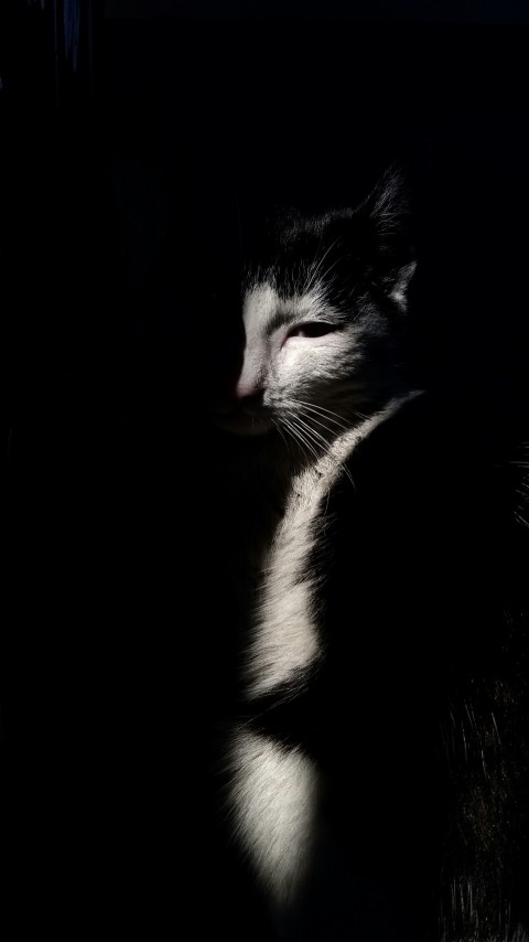 shallow focus photography of white and black cat