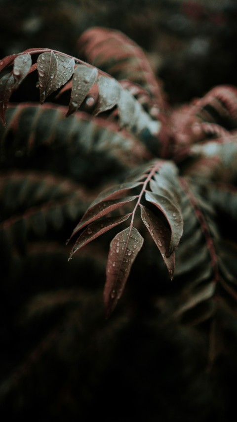 close up photography of water drops on green leafed plant