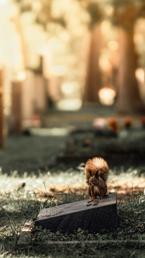 a small squirrel sitting on top of a piece of wood