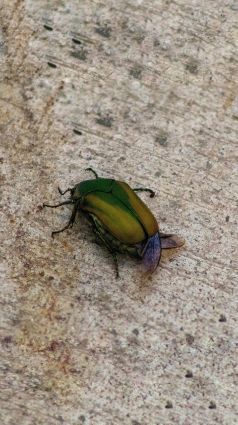 a green bug sitting on the ground