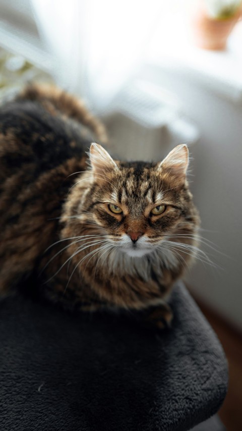 brown tabby cat on black textile