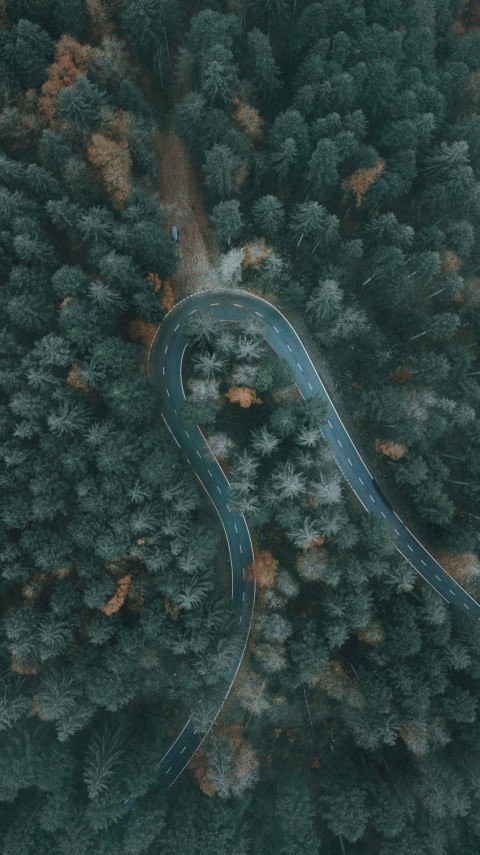 a winding road in the middle of a forest