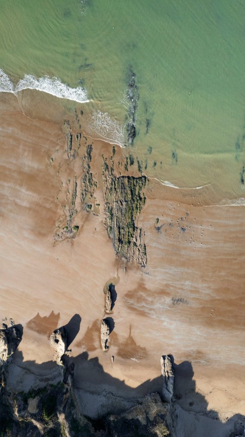 a group of penguins on a beach