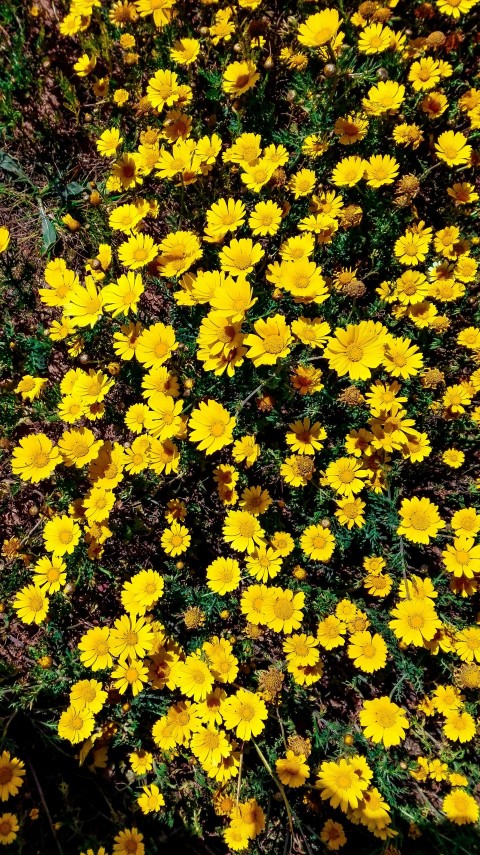 yellow flowers with green leaves