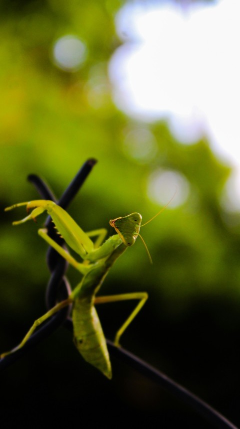 a close up of a grasshopper on a fence