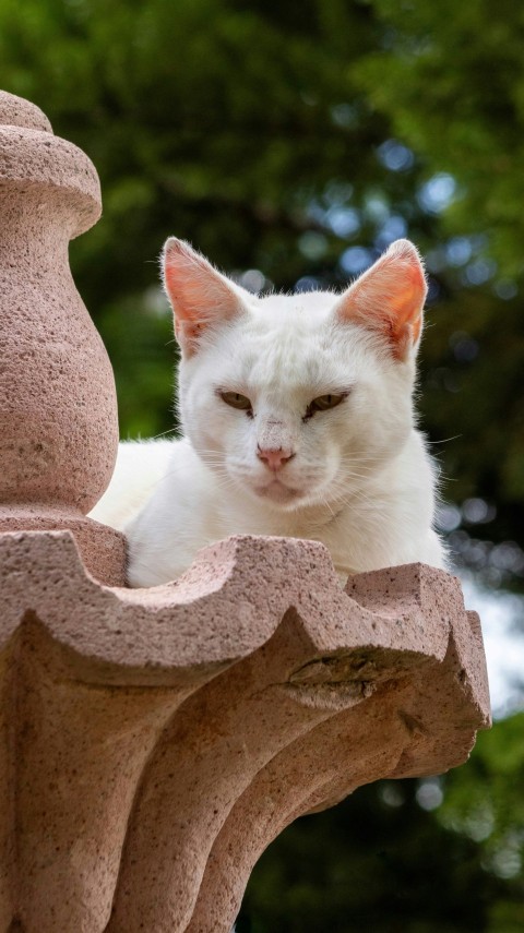 a white cat sitting on top of a stone structure