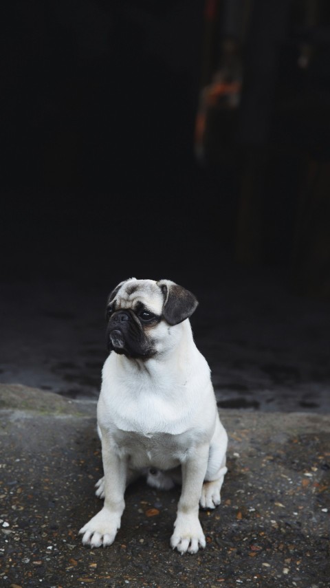 white pug