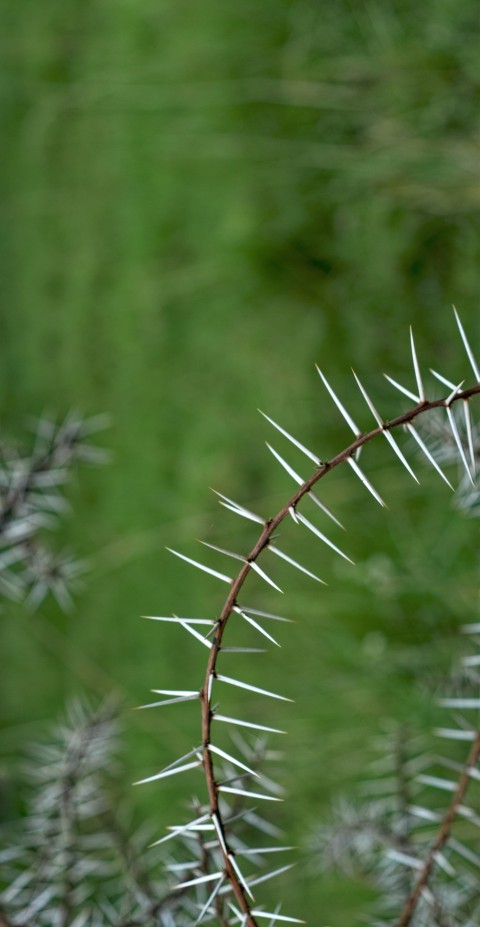 white flower buds in tilt shift lens