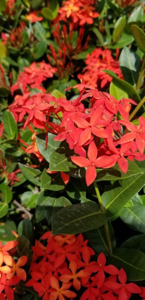 a bunch of red flowers with green leaves