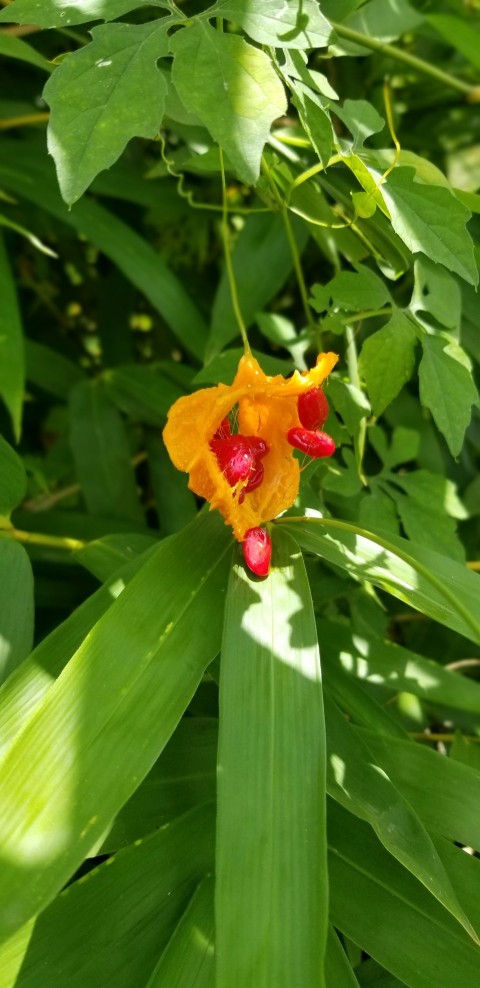 a yellow and red flower with green leaves