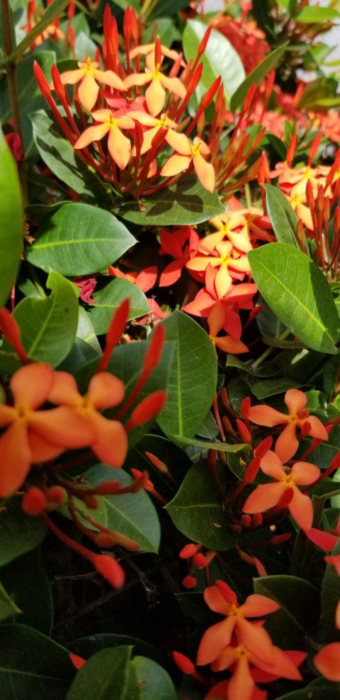 a close up of a bunch of orange flowers