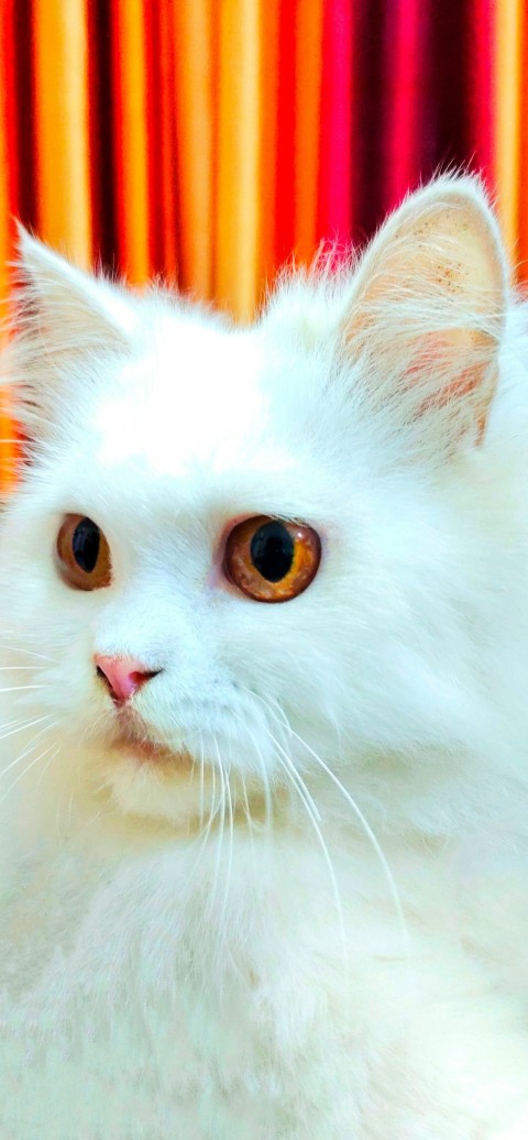 a white cat sitting in front of a curtain