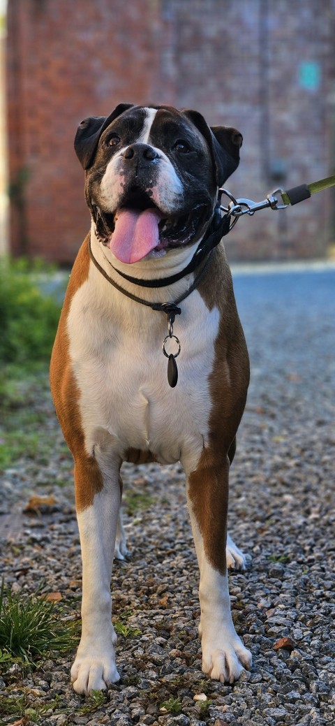 a brown and white dog on a leash