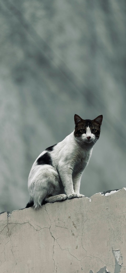 a black and white cat sitting on top of a cement wall