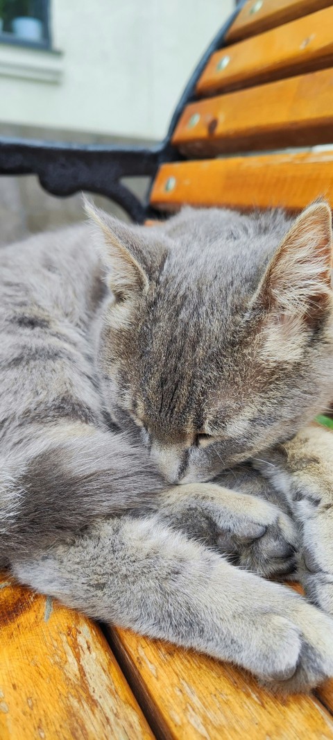 a cat is sleeping on a wooden bench