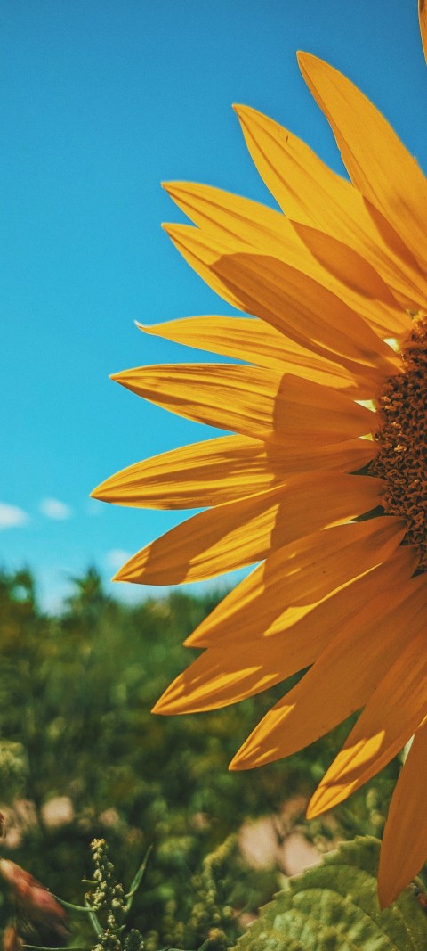 a sunflower in a field with a blue sky in the background