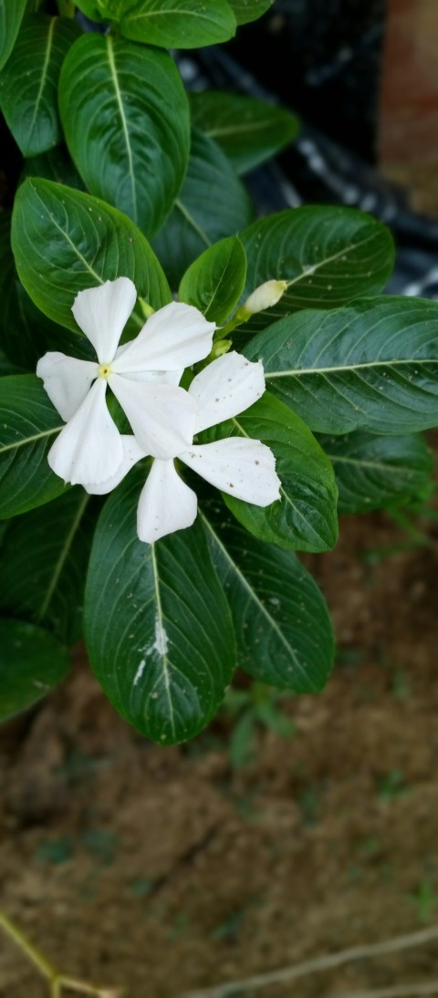 a white flower on a plant  JK