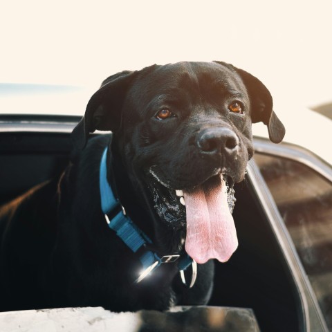 a dog sticking its tongue out