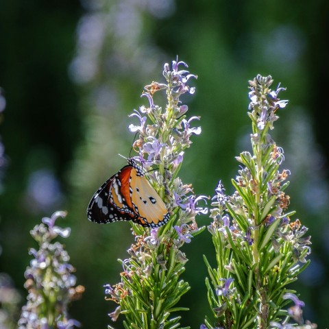 a butterfly that is sitting on a flower