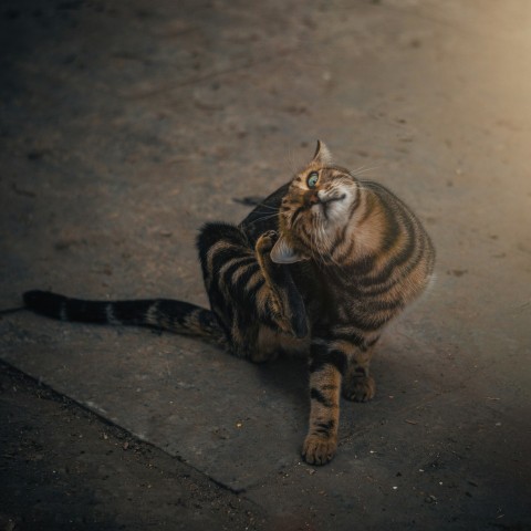 a cat sitting on the ground with its mouth open