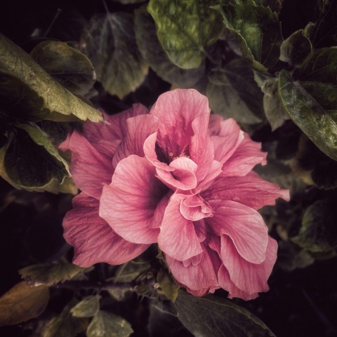 a pink flower with green leaves around it