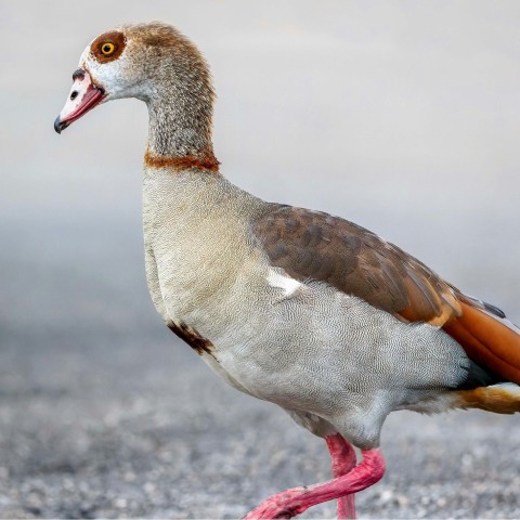 white and brown duck on gray sand during daytime