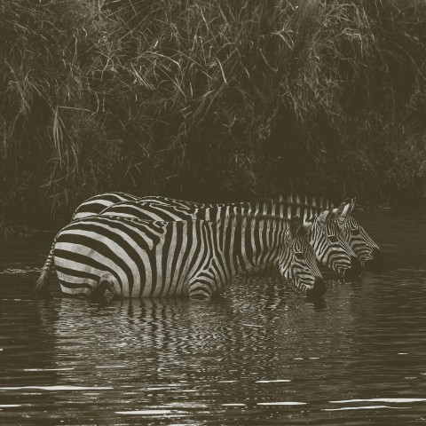 three zebras on body water during daytime