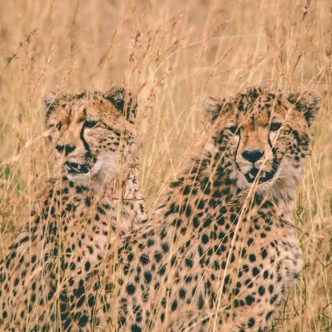 two cheetah sitting on field at daytime dM